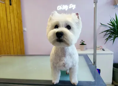 Oh My Dog- Kamila Rewińska Jelenia Góra